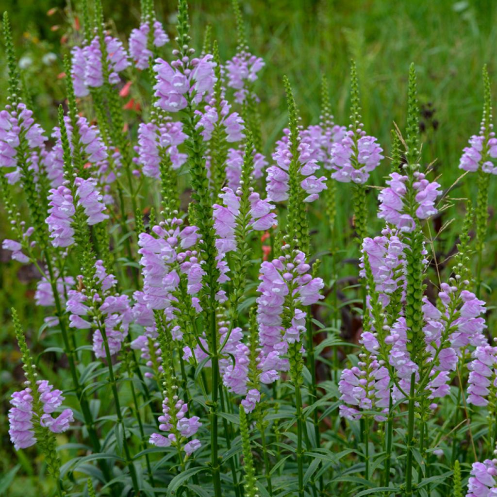 Physostegia virginiana Bouquet Rose - Cataleptique
