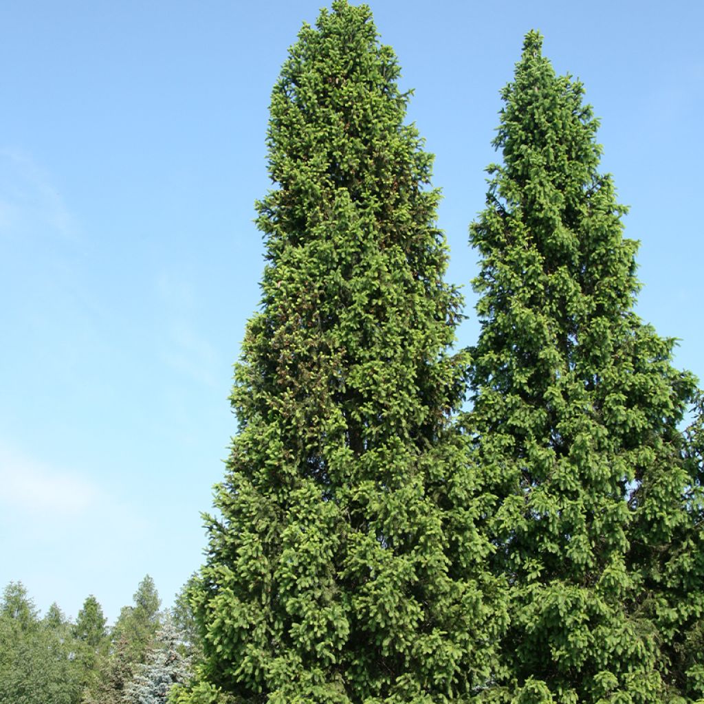 Epicéa commun - Picea abies Cupressina