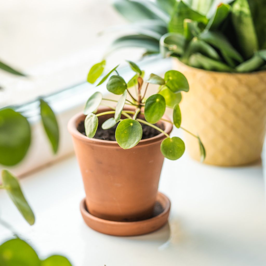 Pilea peperomioides