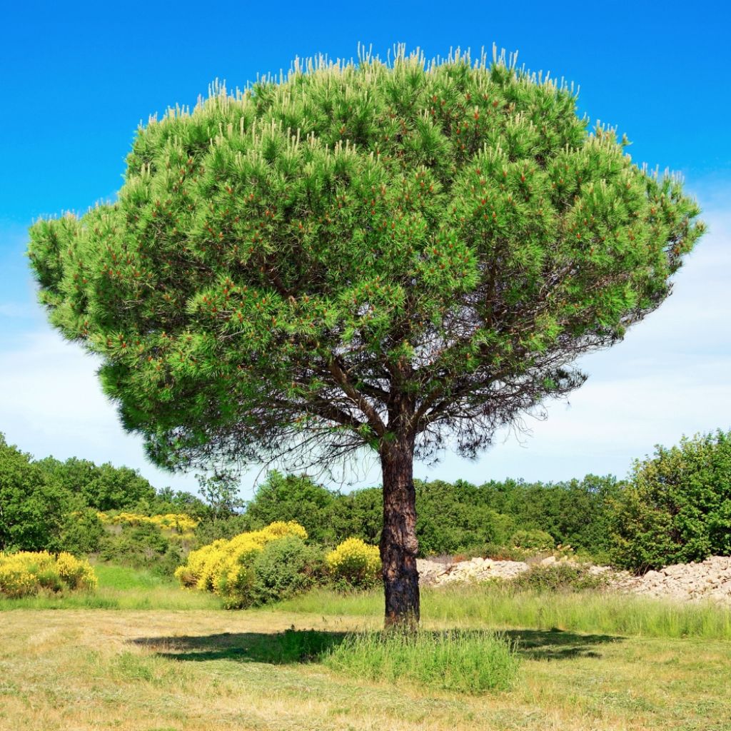 Pinus pinea - Pin parasol