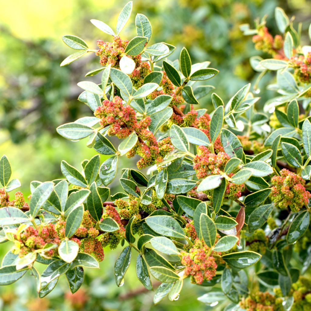 Pistacia lentiscus - Lentisque pistachier