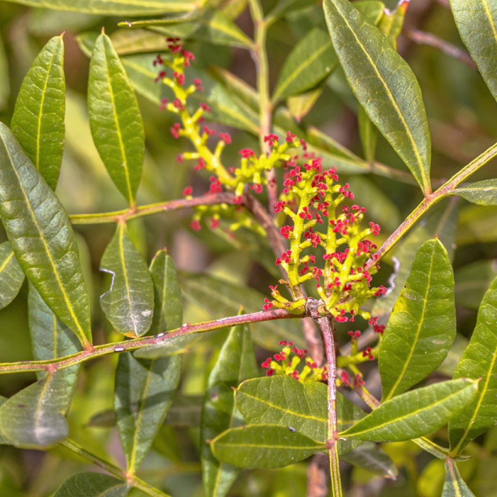 Pistacia lentiscus - Lentisque pistachier