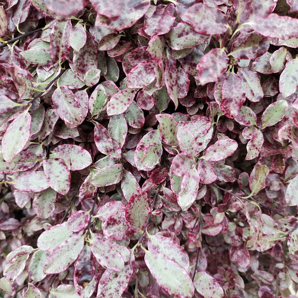 Pittosporum tenuifolium Bannow Bay