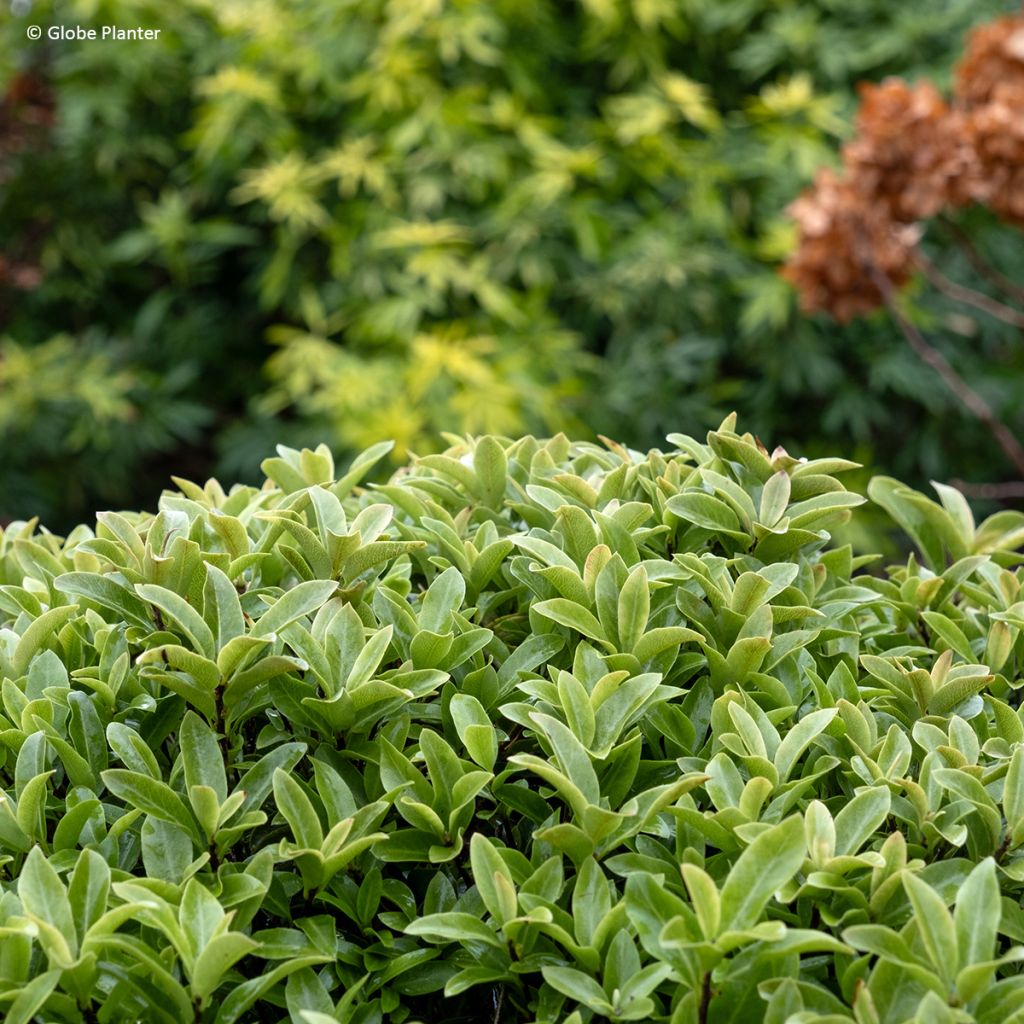 Pittosporum Orbitea - Pittosporum à petites feuilles