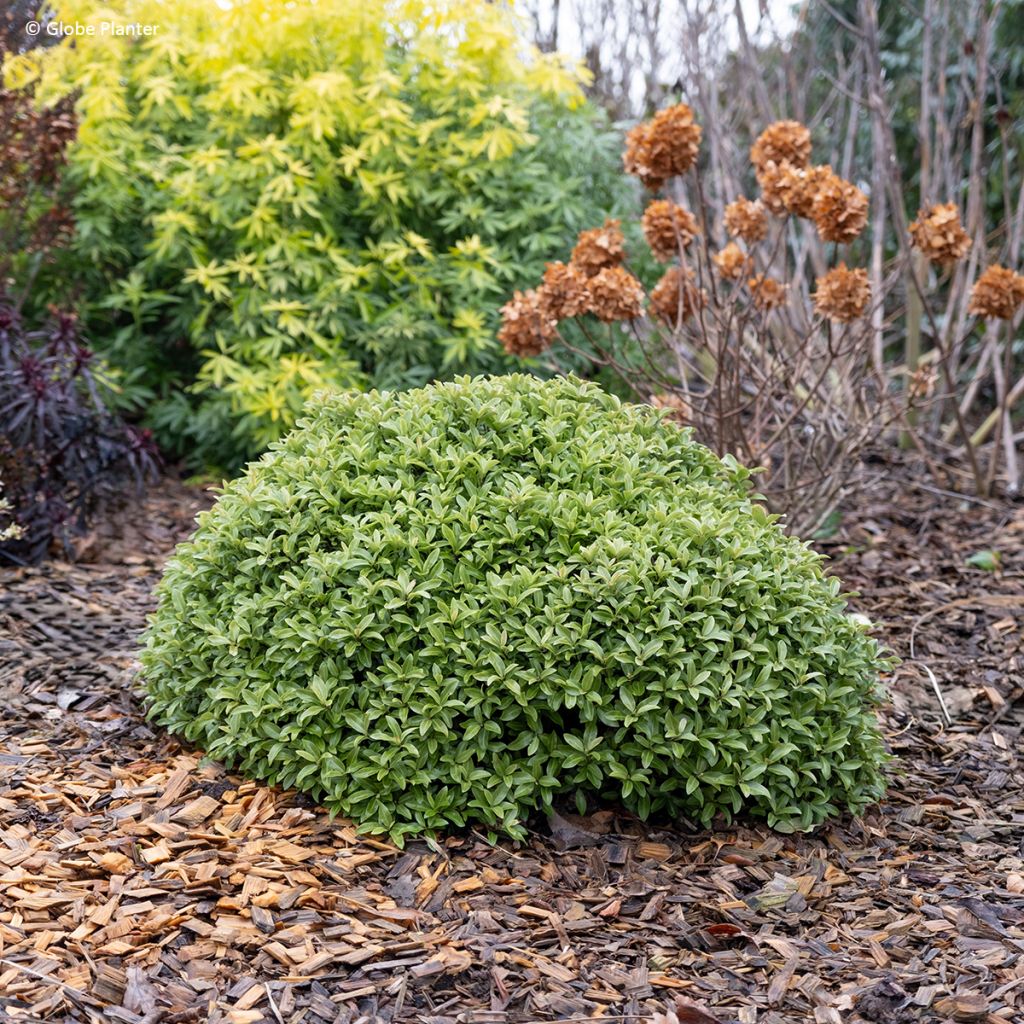 Pittosporum Orbitea - Pittosporum à petites feuilles