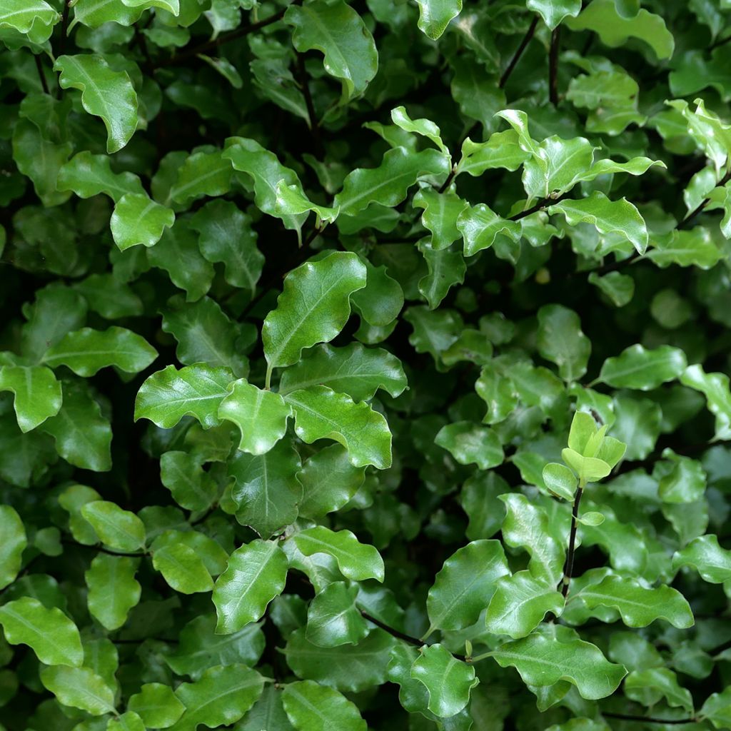 Pittosporum tenuifolium Emerald Dome