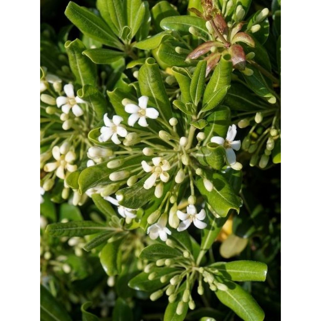 Pittosporum heterophyllum - Pittospore à feuilles variables