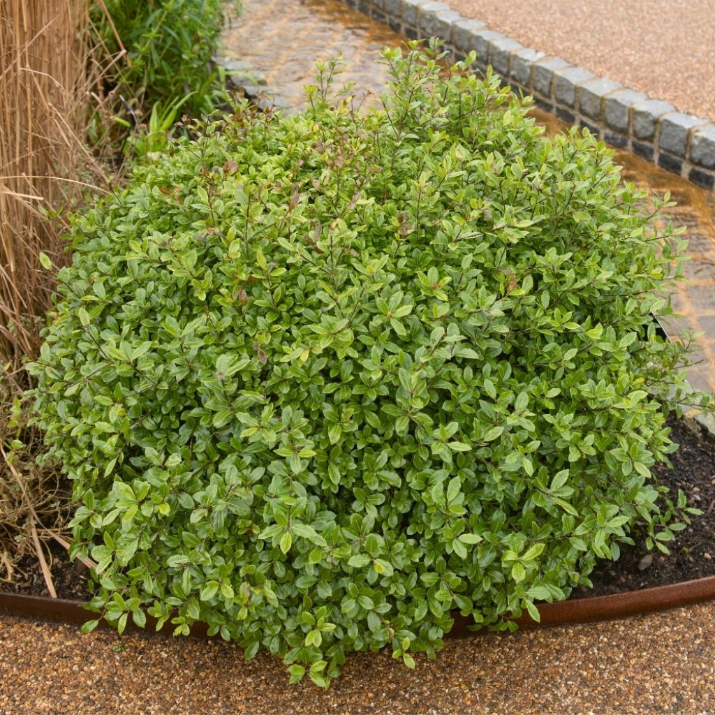 Pittosporum tenuifolium Golf ball - Pittosporum à petites feuilles