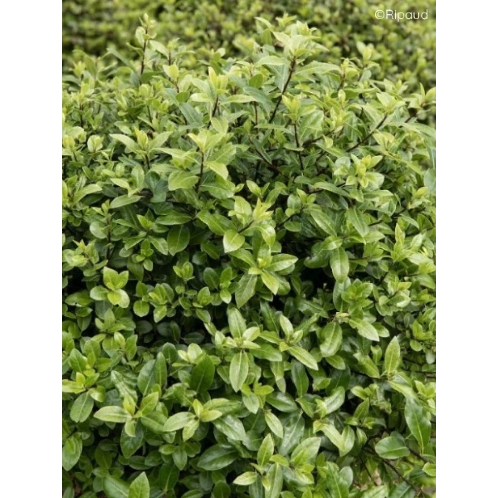Pittosporum tenuifolium Midget