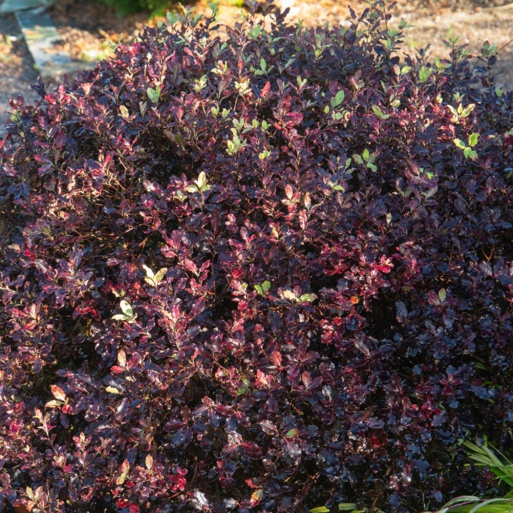 Pittosporum tenuifolium Tom Thumb - Pittosporum à petites feuilles