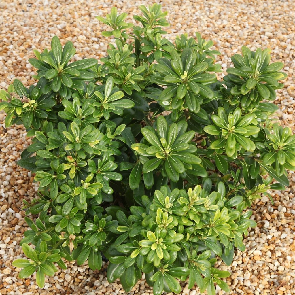 Pittosporum tobira Nanum