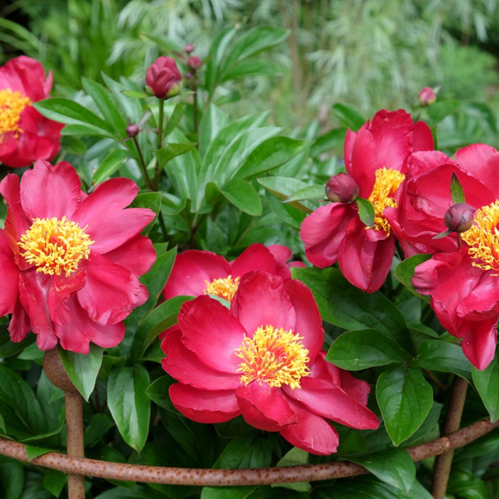Pivoine Blaze