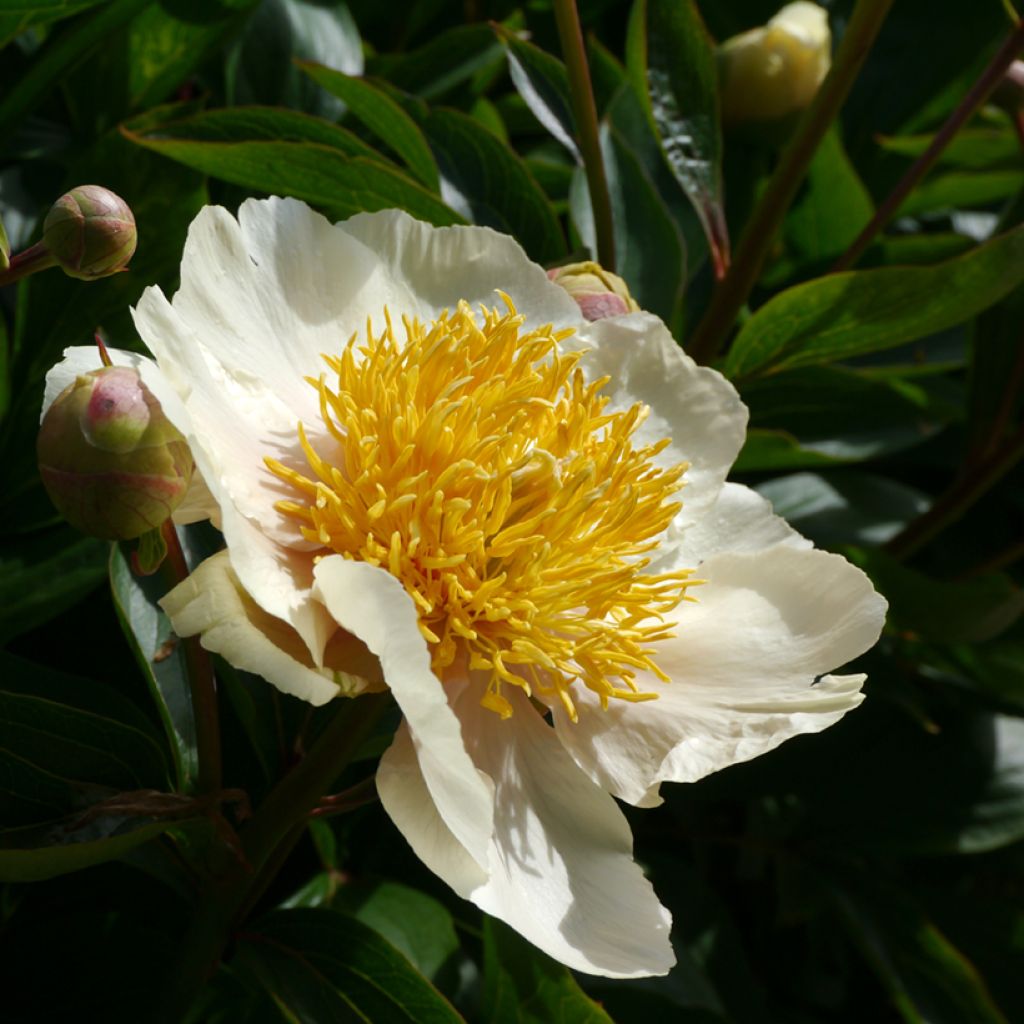 Pivoine Claire de Lune