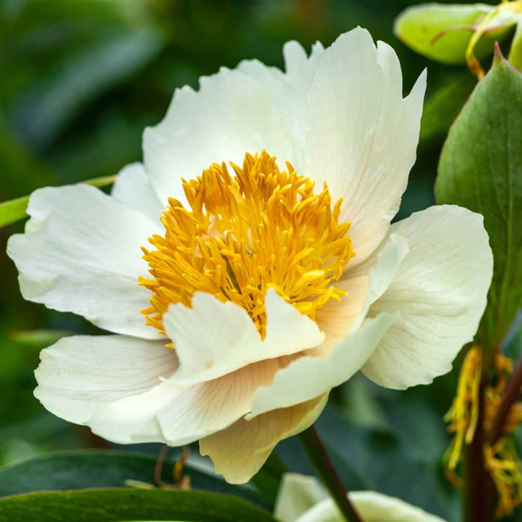 Pivoine Claire de Lune