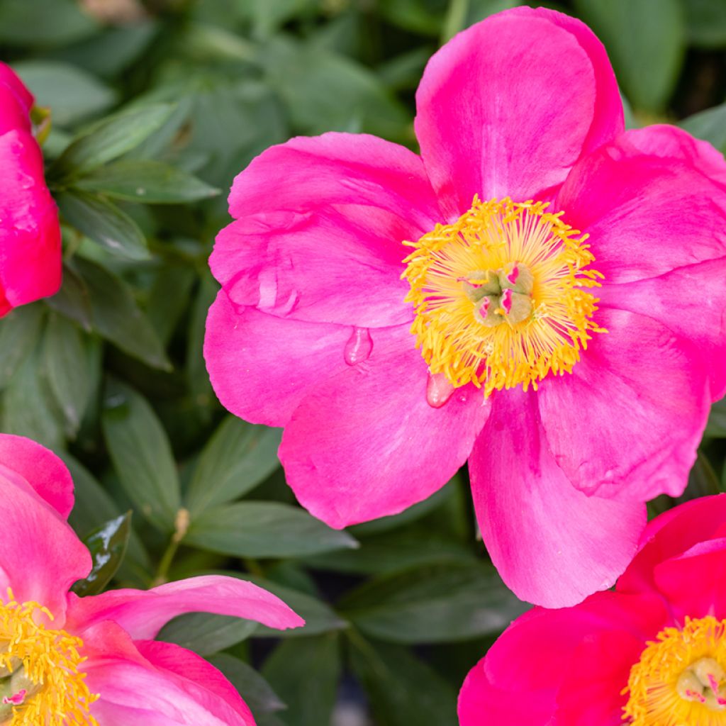 Pivoine Flame