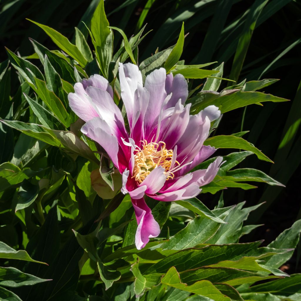 Pivoine Itoh Cora Louise