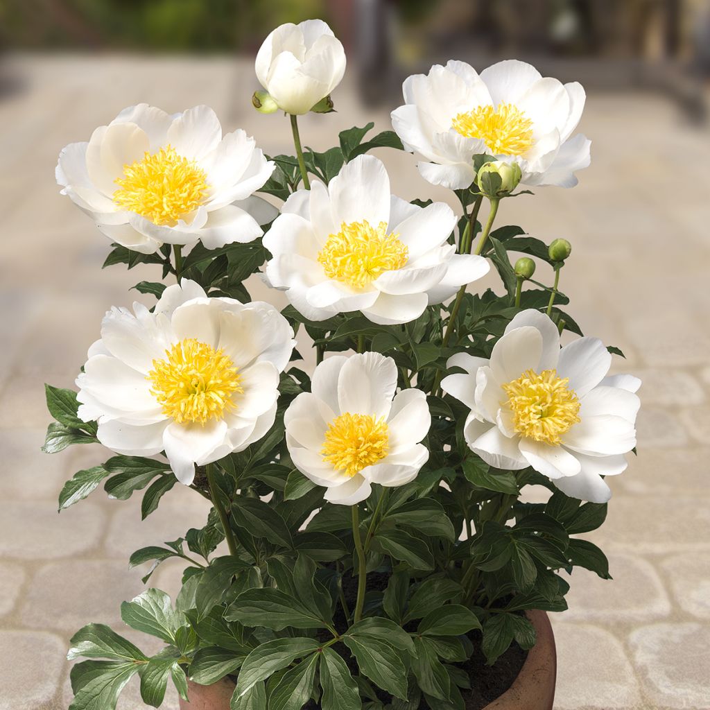 Pivoine naine Patio Peony Dublin