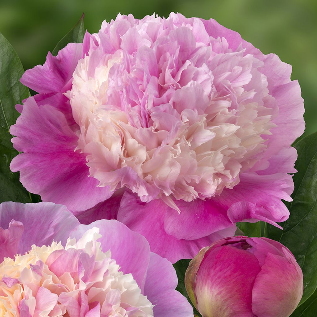 Pivoine lactiflora She's my star