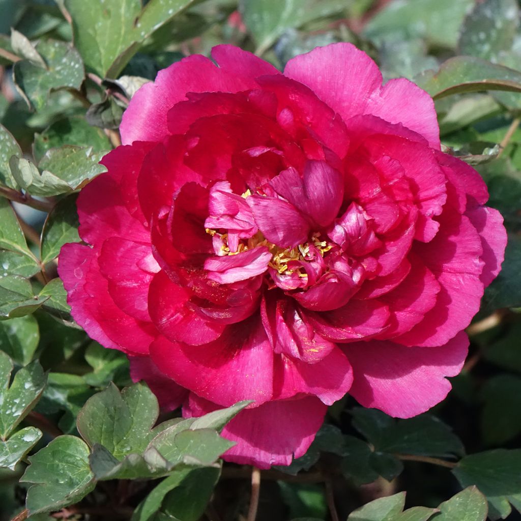 Pivoine arbustive 16 Wu Long Peng Sheng - Paeonia suffruticosa