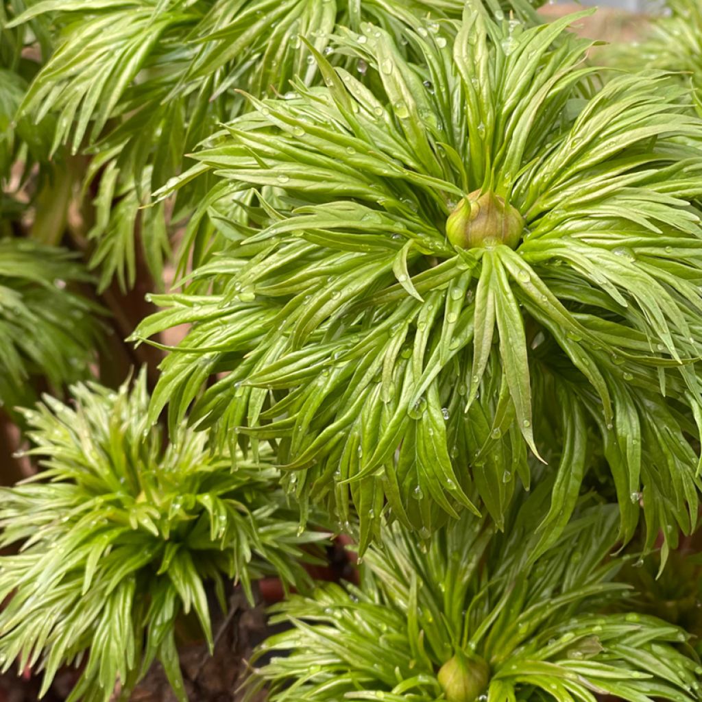 Pivoine botanique - Paeonia anomala