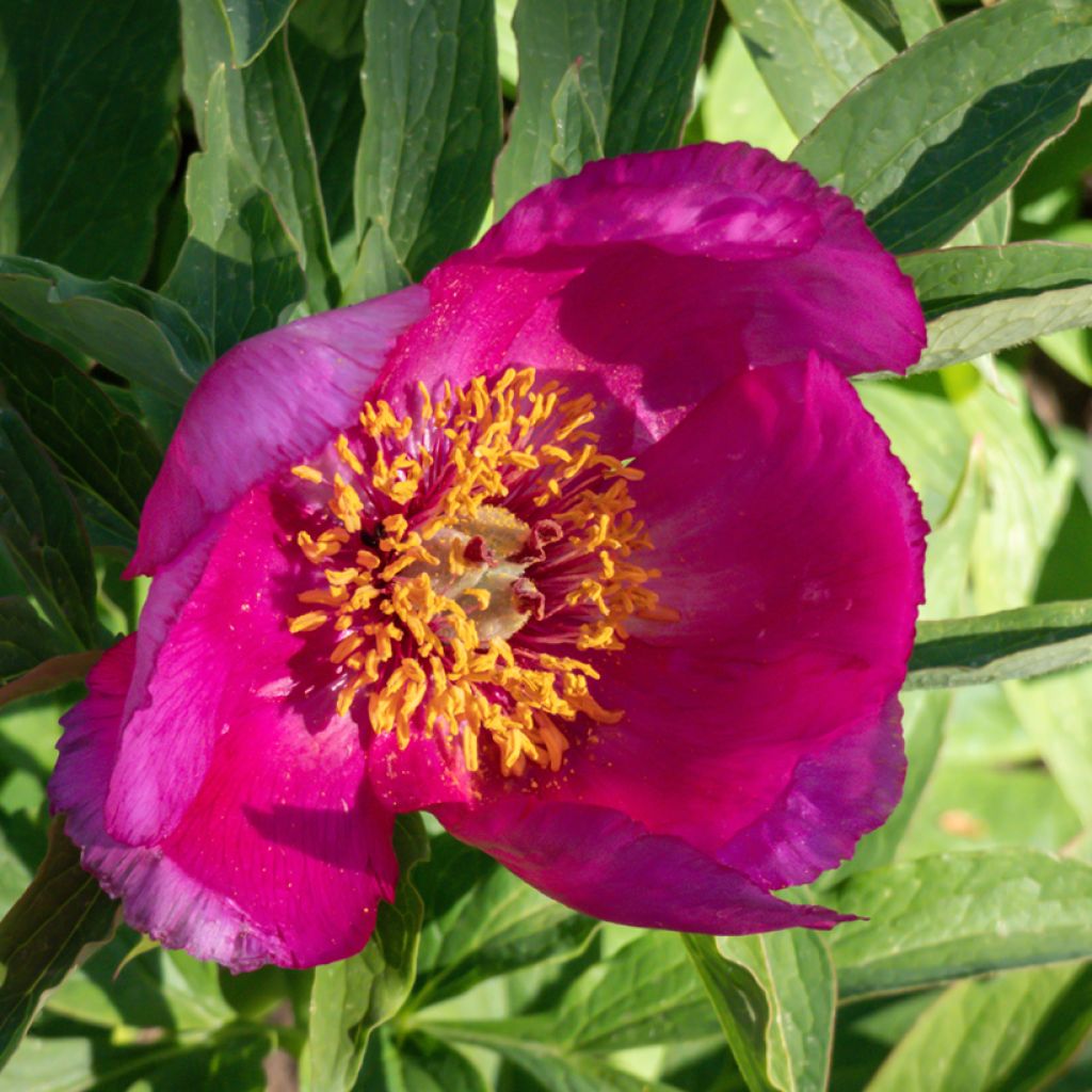 Pivoine botanique - Paeonia humilis