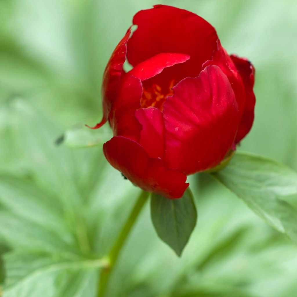 Pivoine botanique - Paeonia peregrina