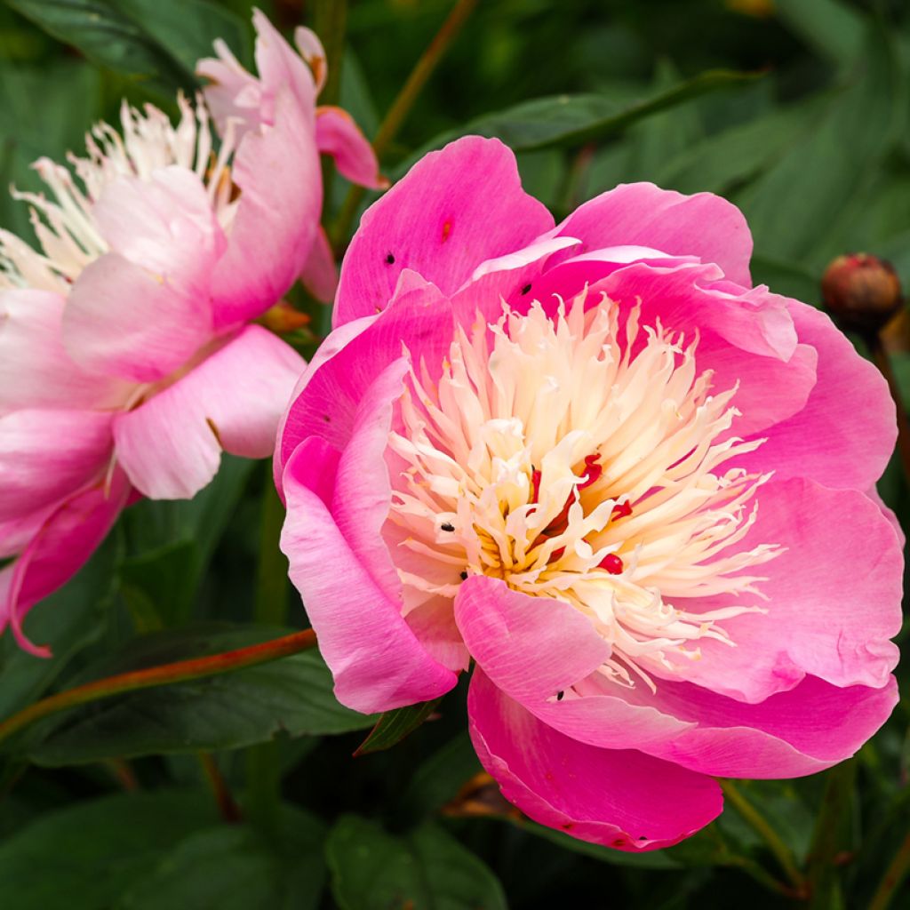 Pivoine lactiflora Bowl of Beauty