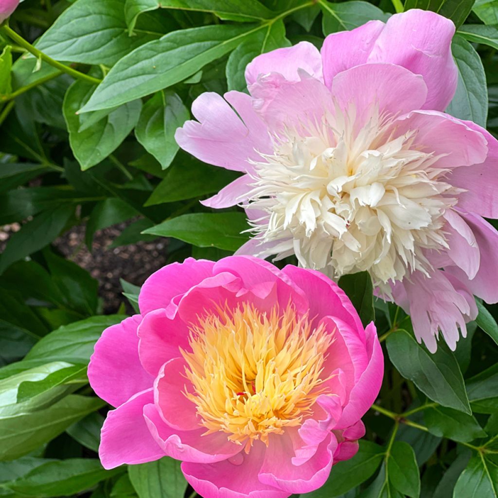 Pivoine lactiflora Bowl of Beauty