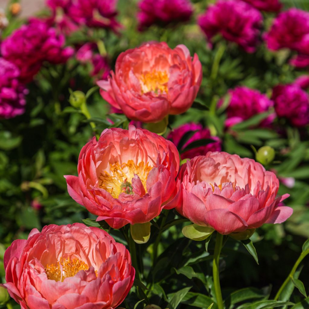 Pivoine lactiflora Coral Charm