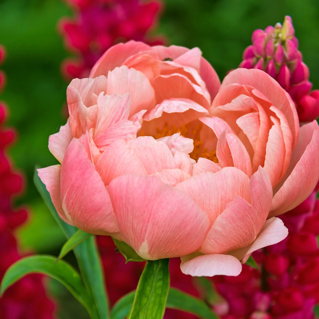 Pivoine lactiflora Coral Charm