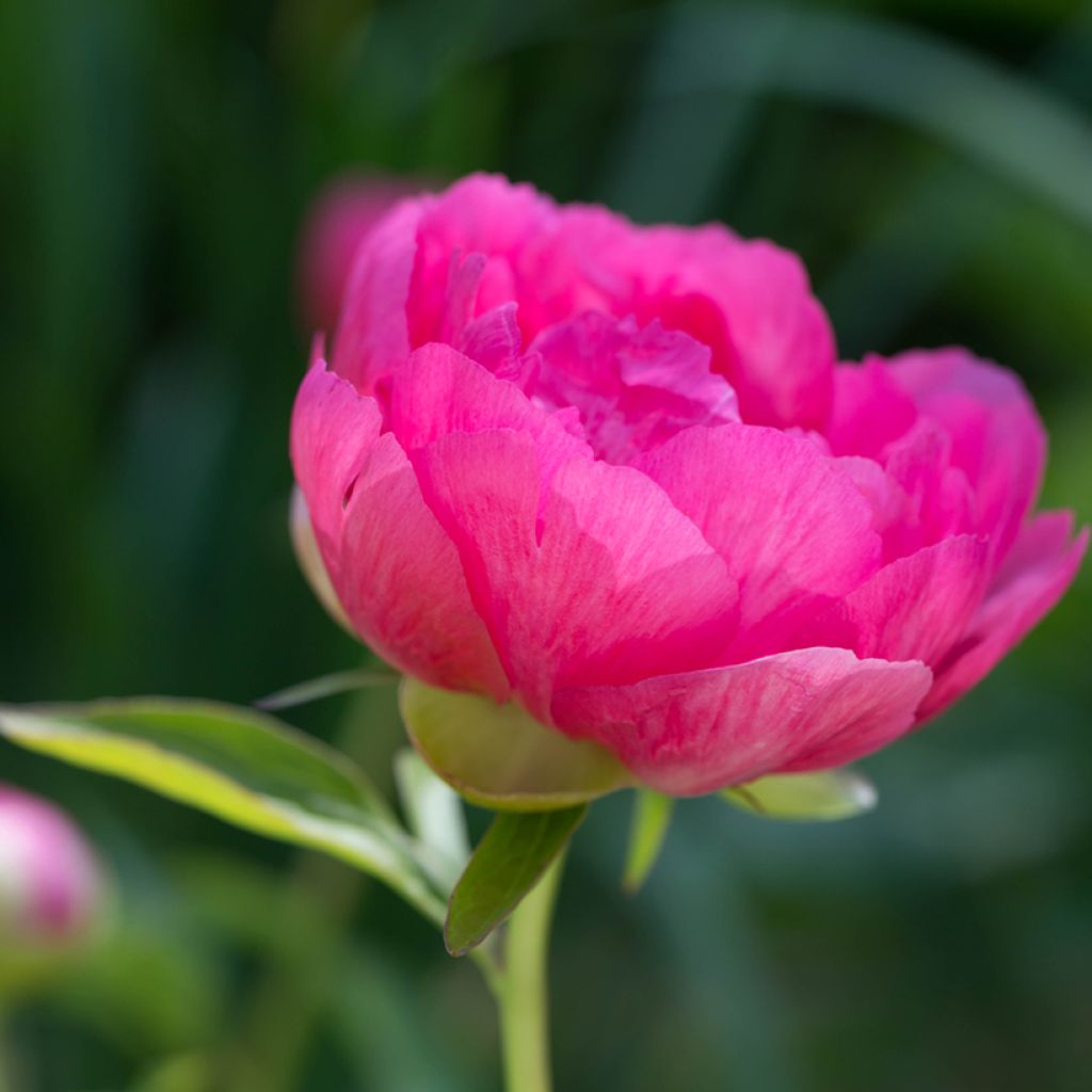 Pivoine lactiflora Cytherea 