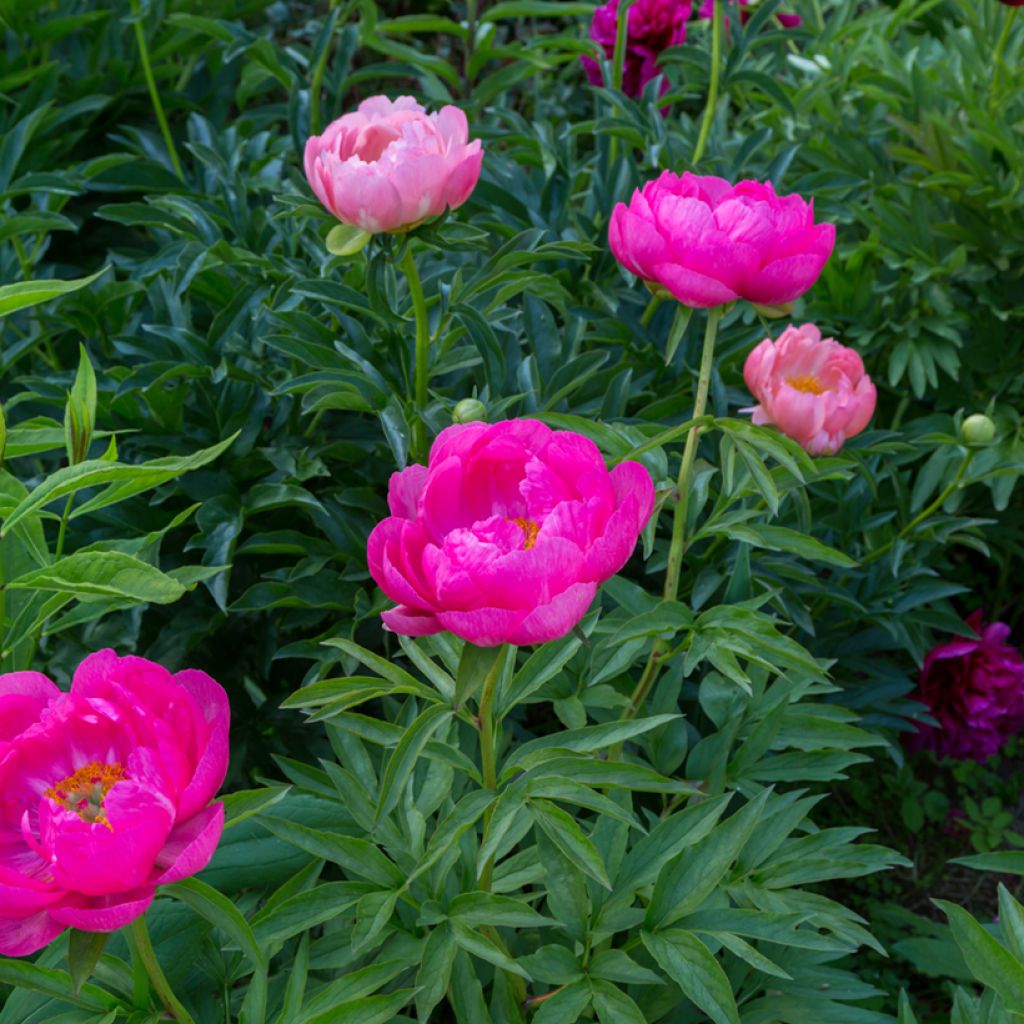 Pivoine lactiflora Cytherea 
