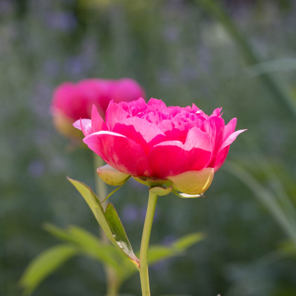 Pivoine lactiflora Cytherea 