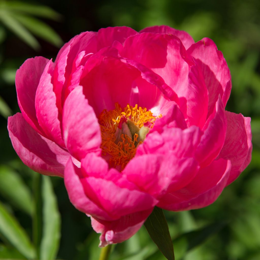 Pivoine lactiflora Cytherea 