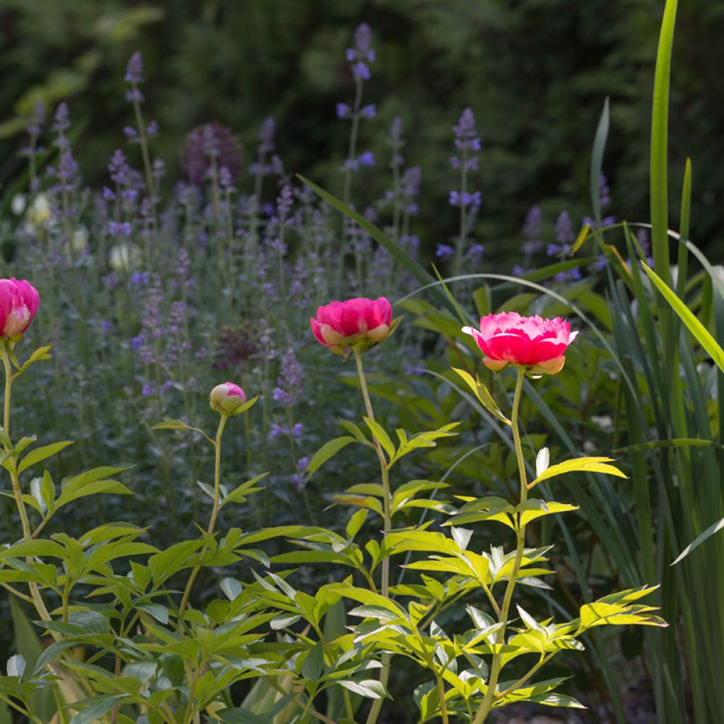 Pivoine lactiflora Cytherea 