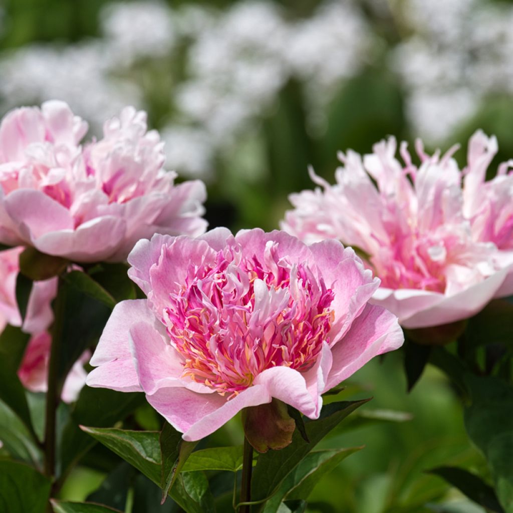 Pivoine lactiflora Do Tell