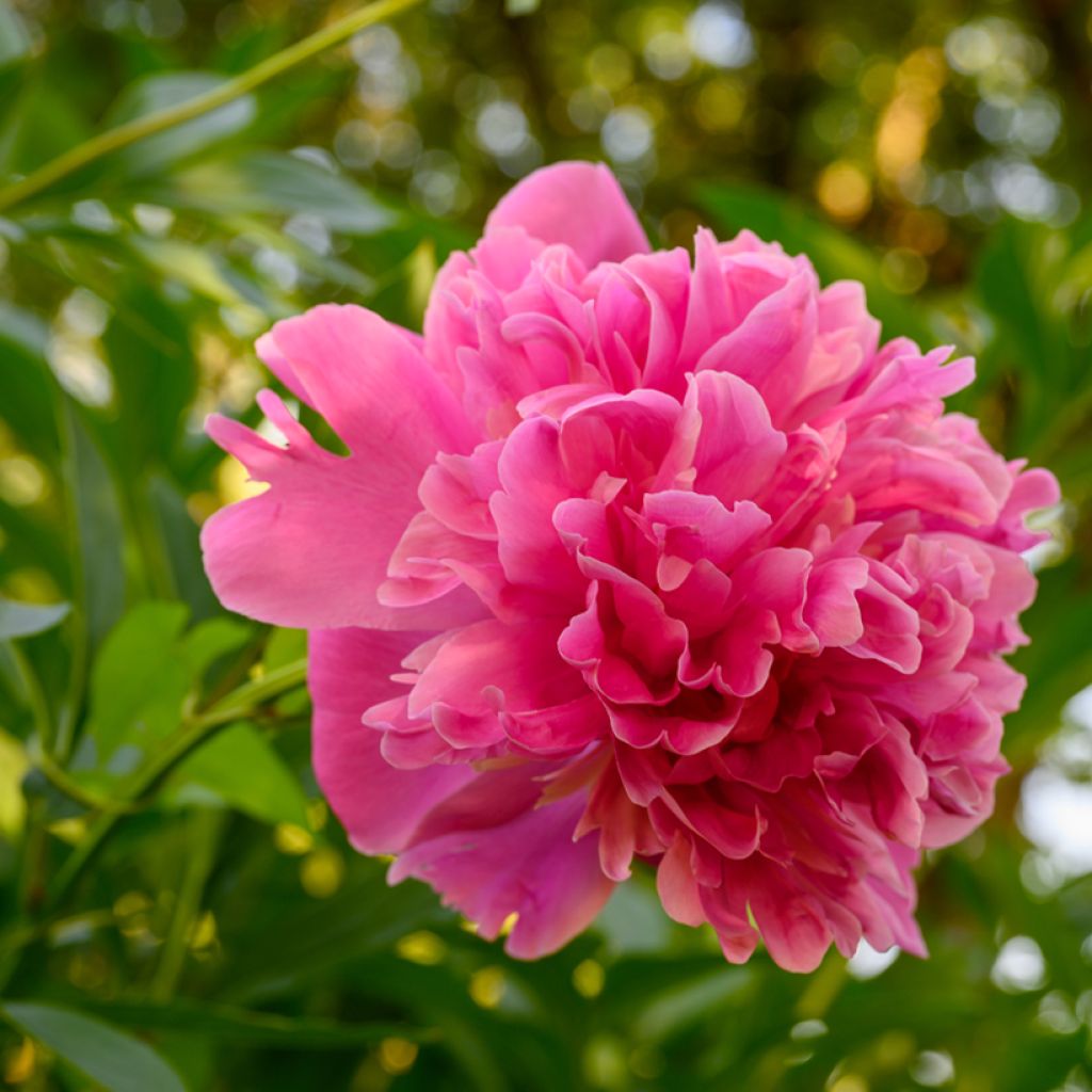 Pivoine lactiflora Edulis Superba