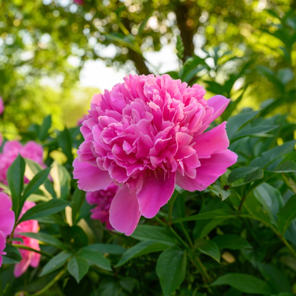 Pivoine lactiflora Edulis Superba