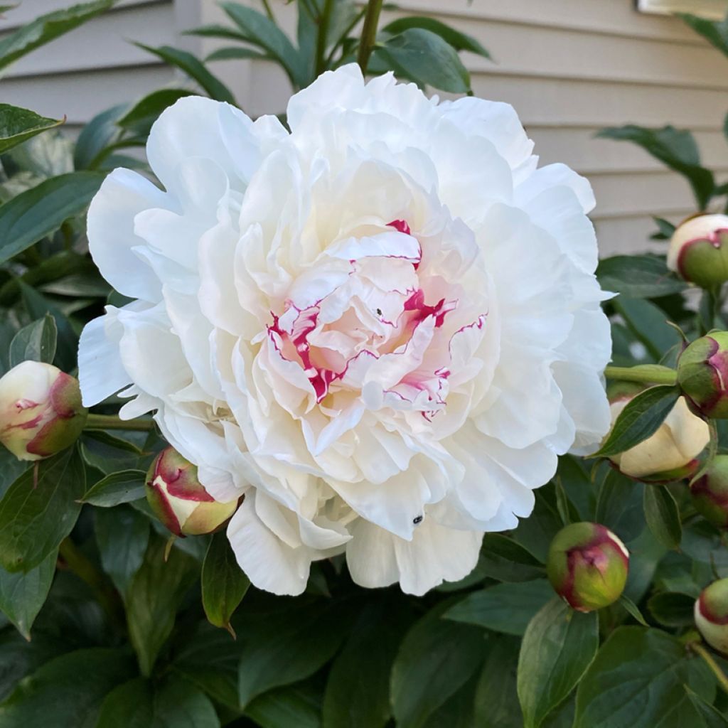 Pivoine lactiflora Festiva Maxima