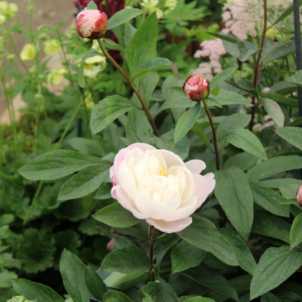 Pivoine lactiflora Gardenia