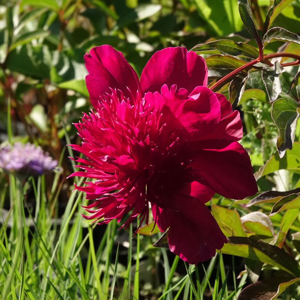 Pivoine lactiflora Inspecteur Lavergne
