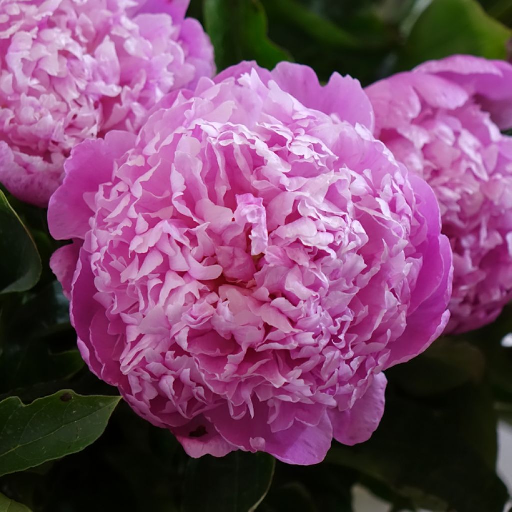 Pivoine lactiflora Jacorma