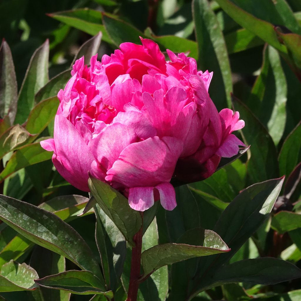 Pivoine lactiflora Kansas