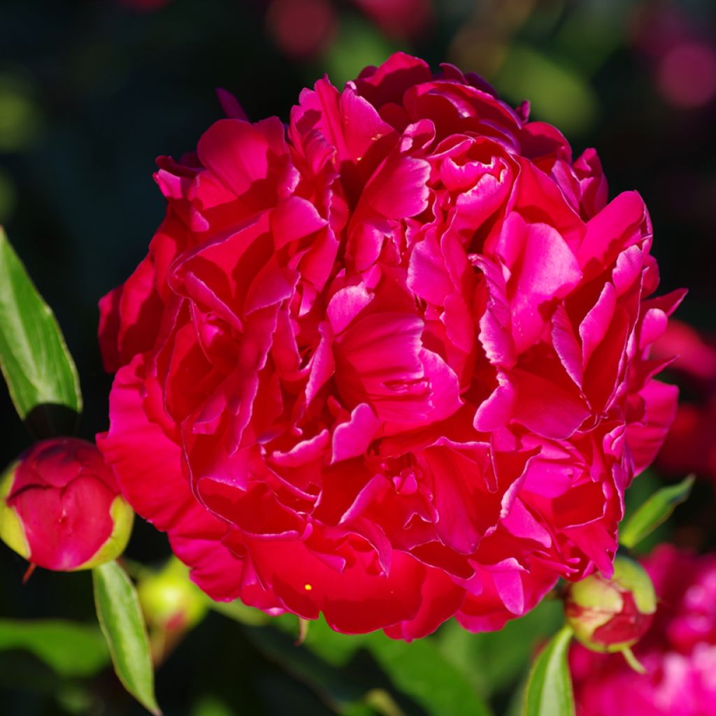 Pivoine lactiflora Karl Rosenfield