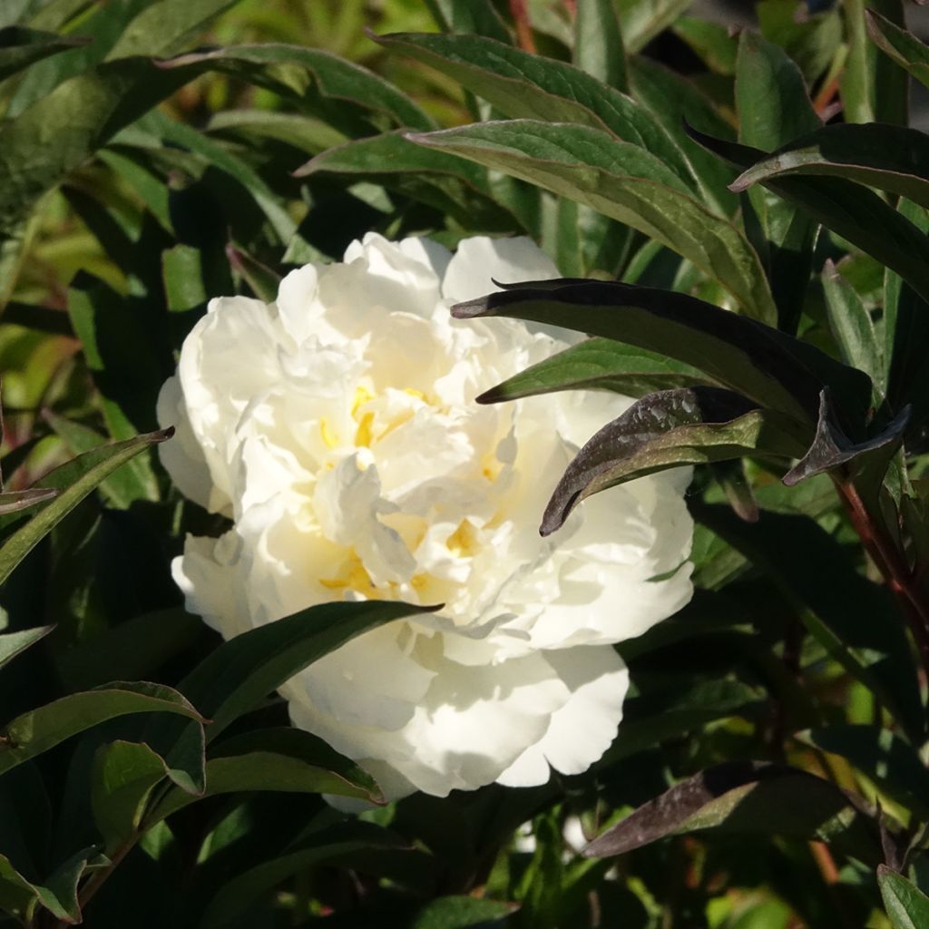 Pivoine lactiflora Mistress