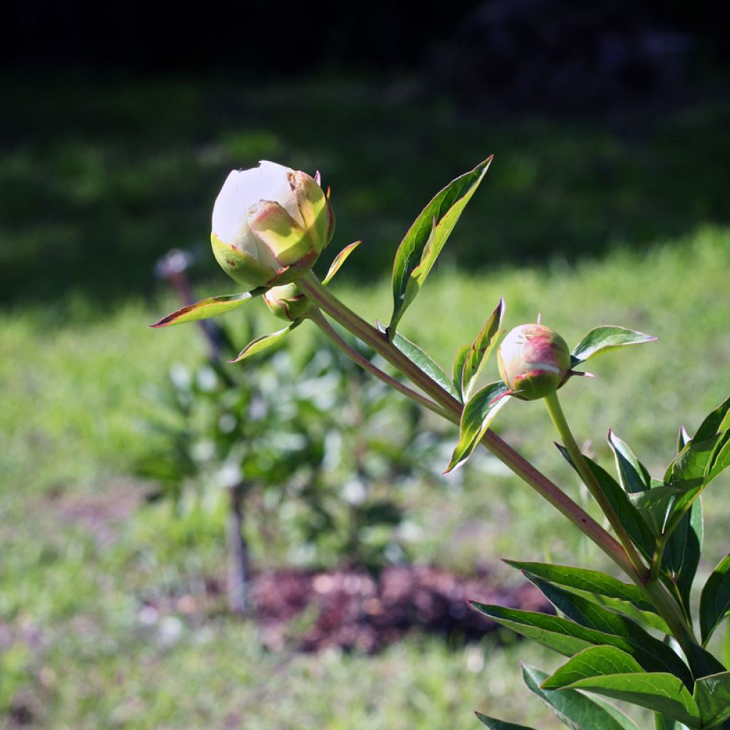 Pivoine lactiflora Mother's Choice