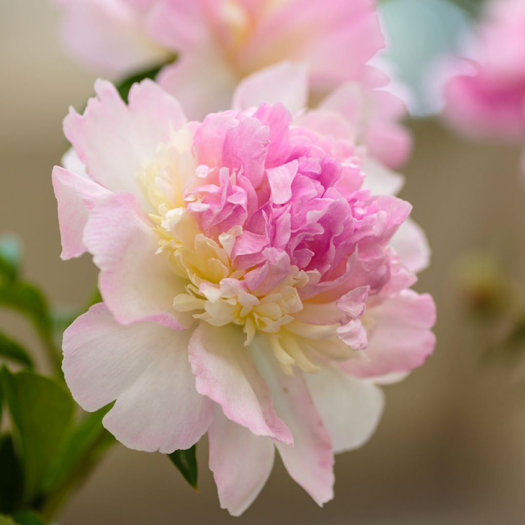 Pivoine lactiflora Raspberry Sunday 
