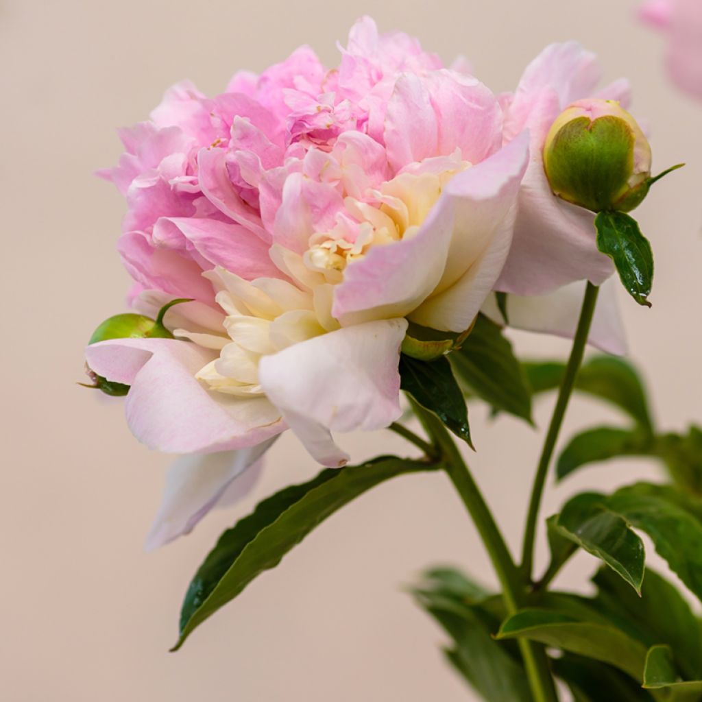 Pivoine lactiflora Raspberry Sunday 