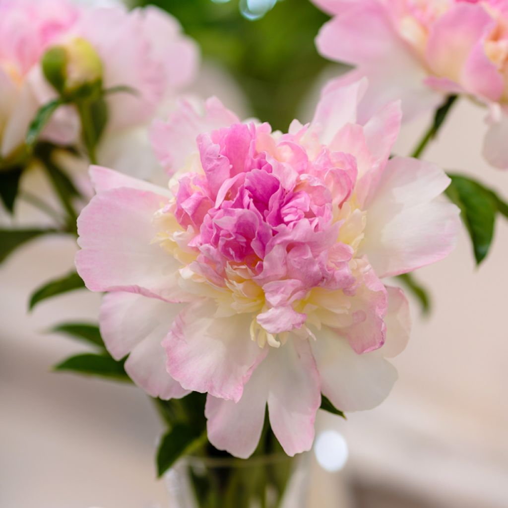 Pivoine lactiflora Raspberry Sunday 