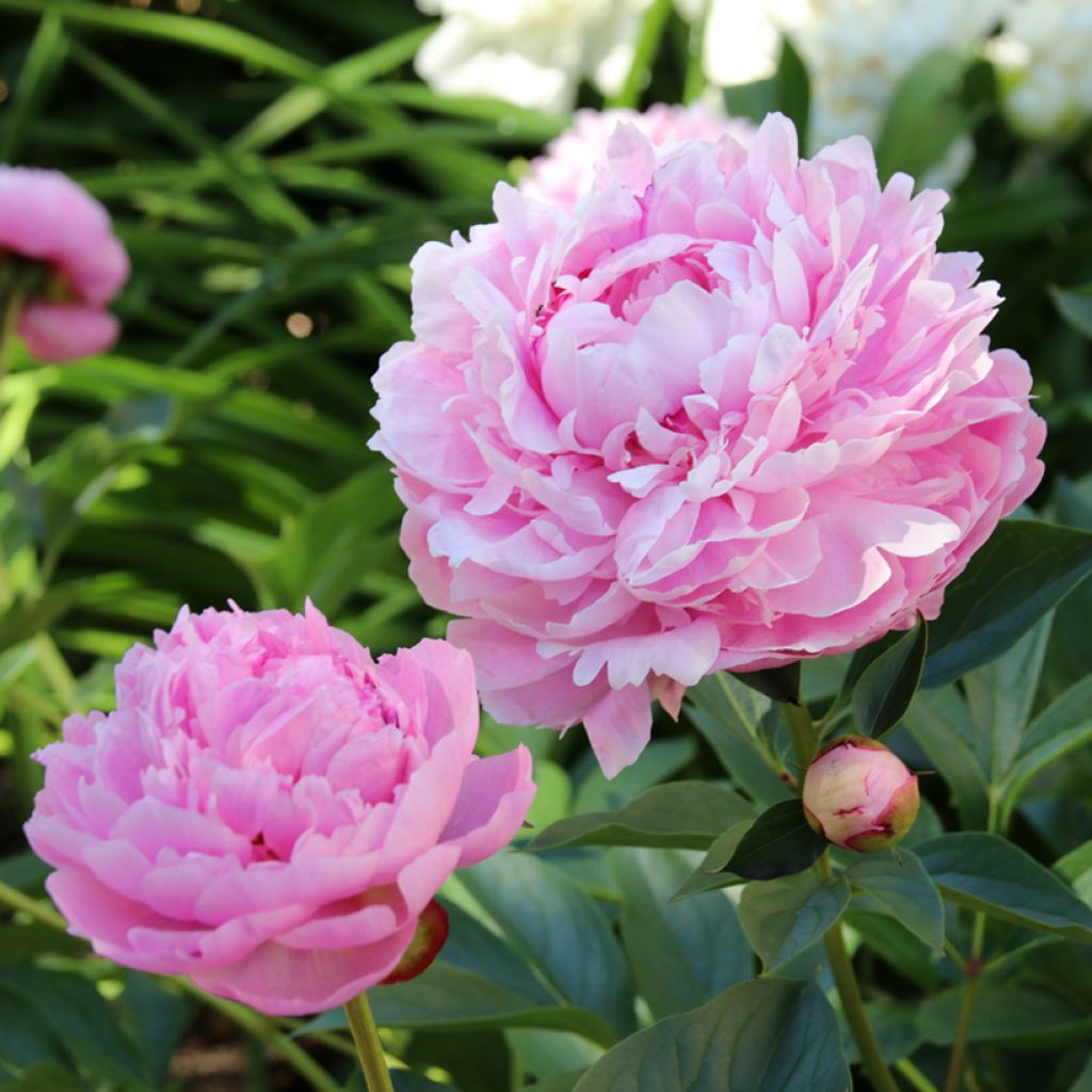 Pivoine lactiflora Sarah Bernhardt